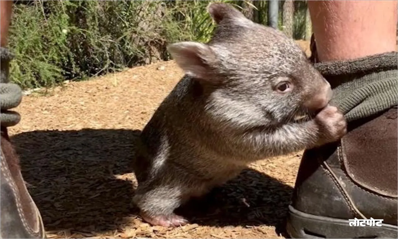 Wombat Earth little diggers and their unique qualities