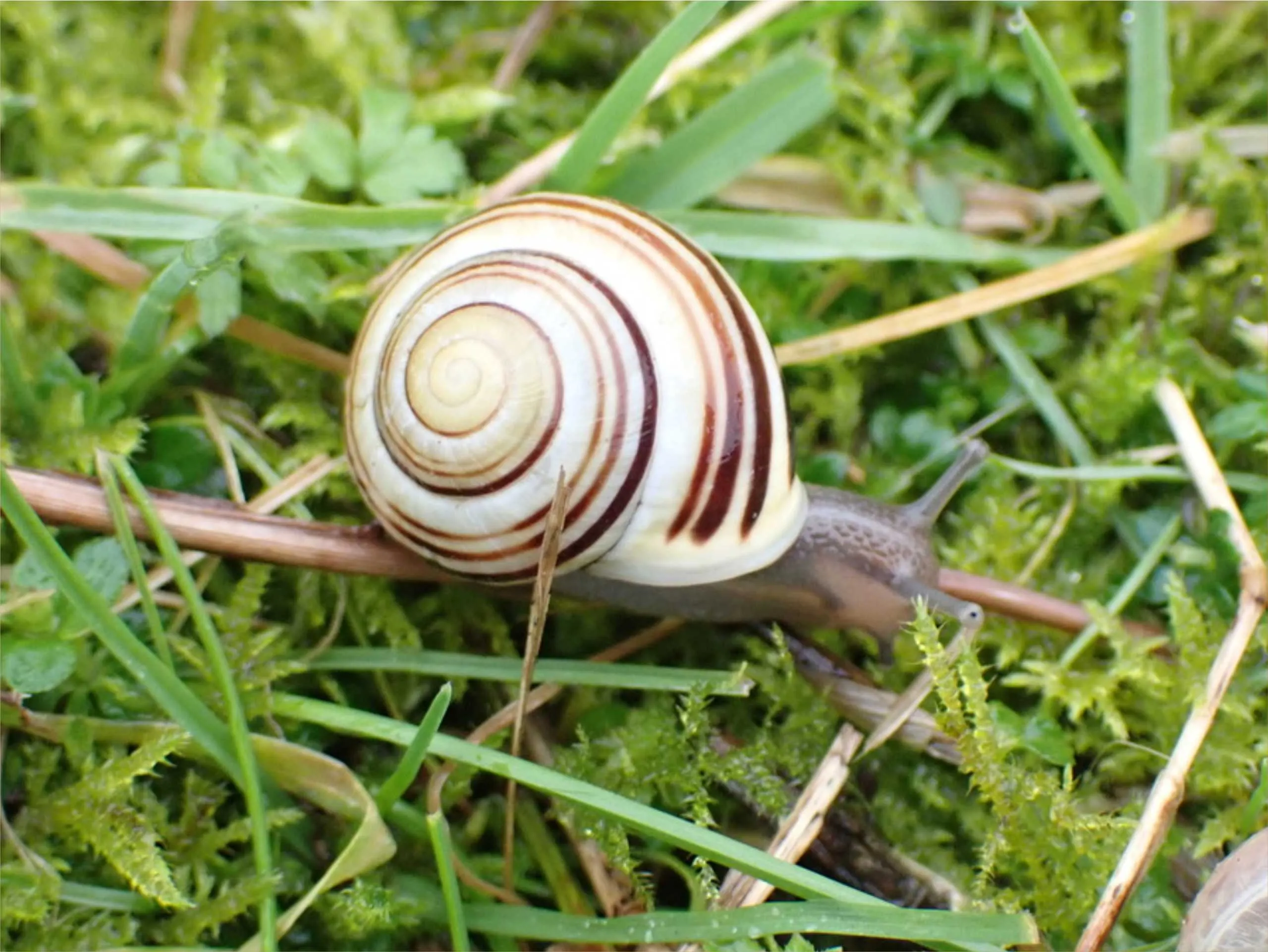 white lipped snail