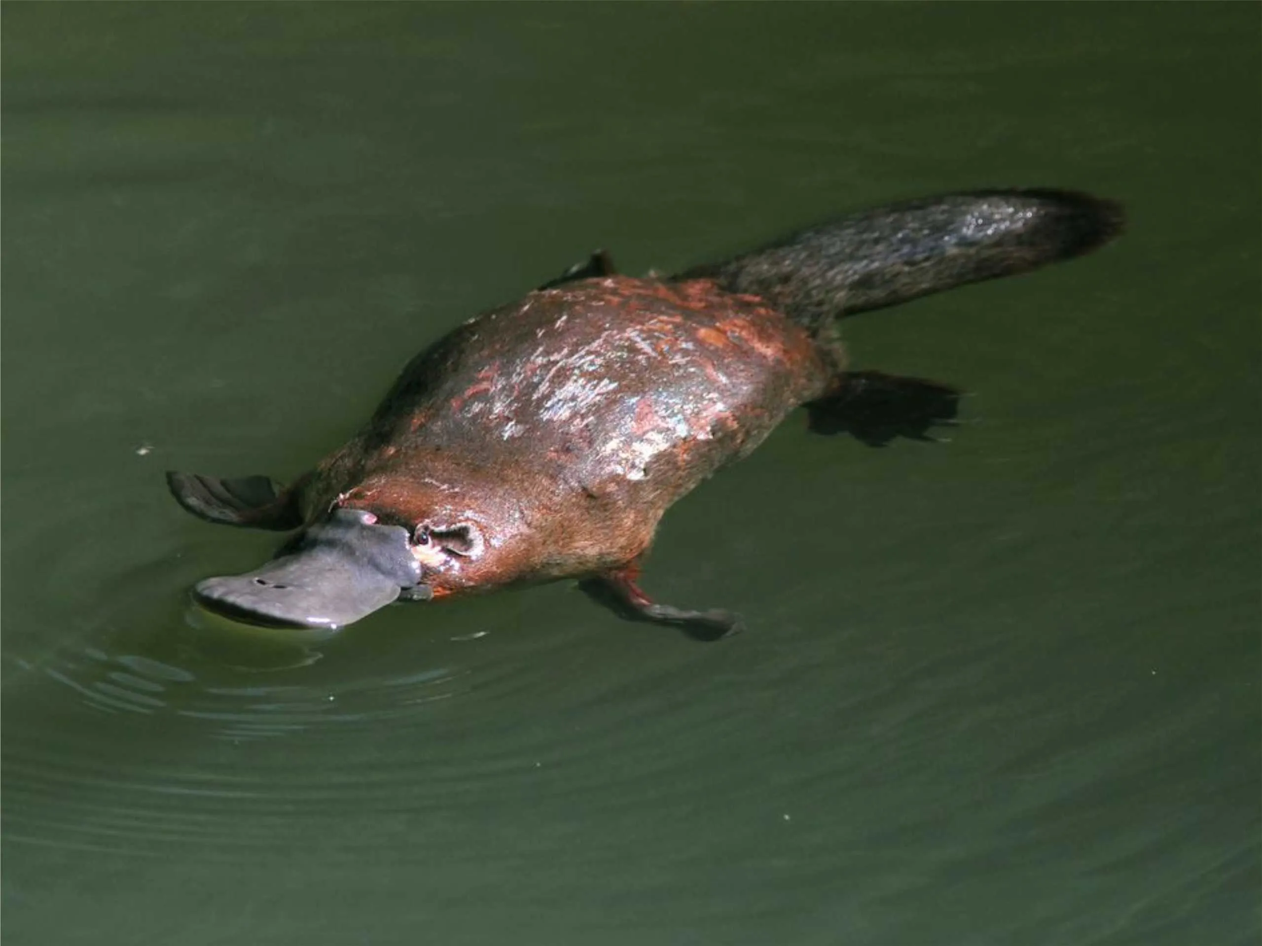 platypus 