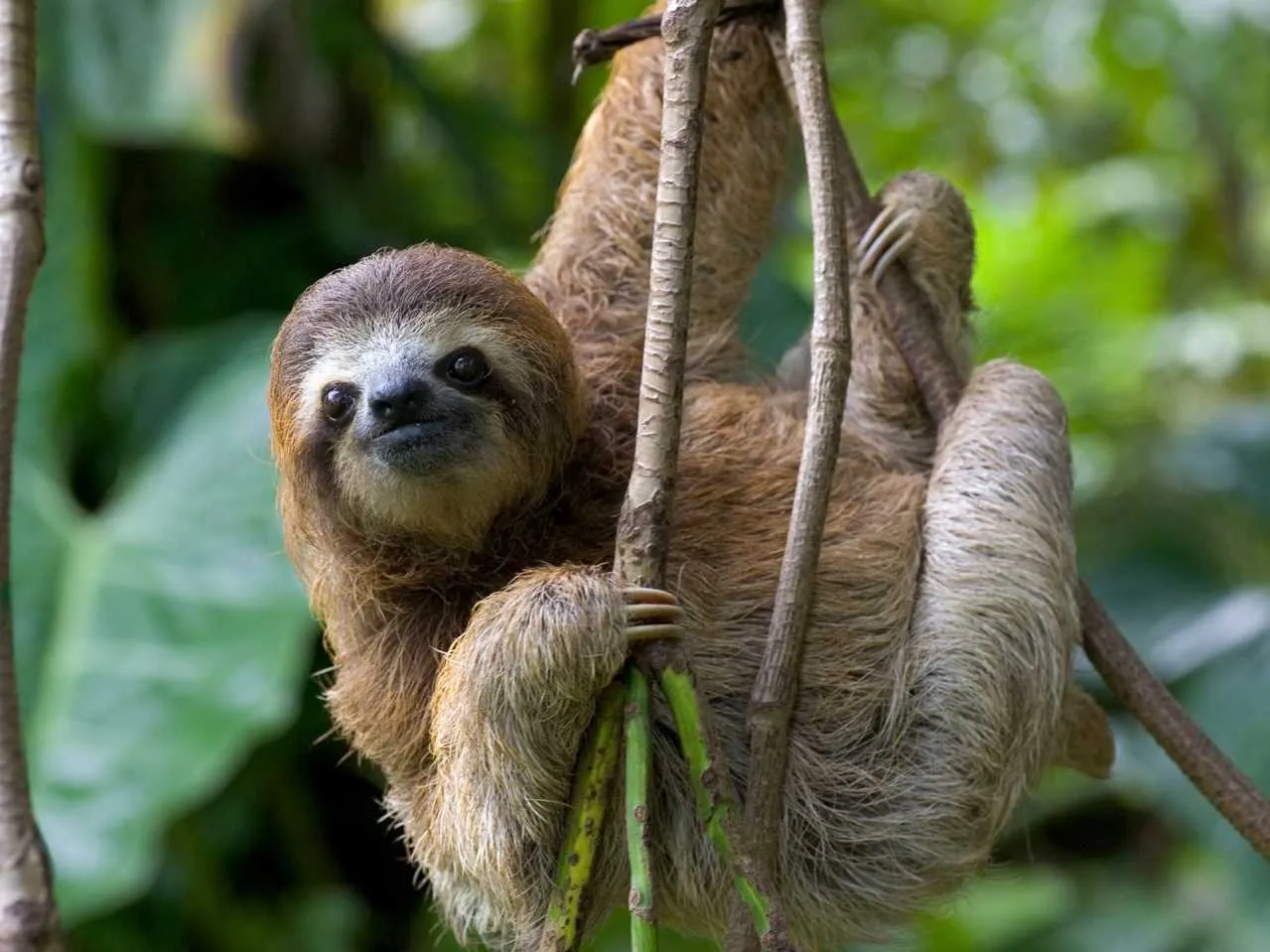 sloth 