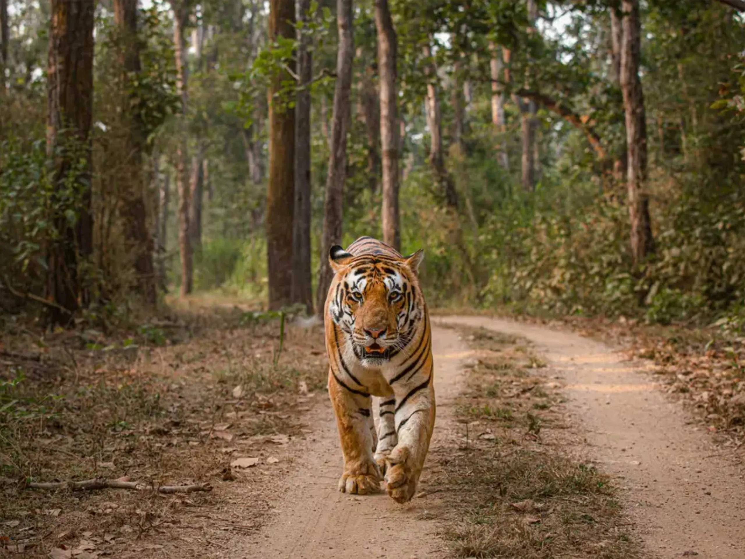 kanha national park