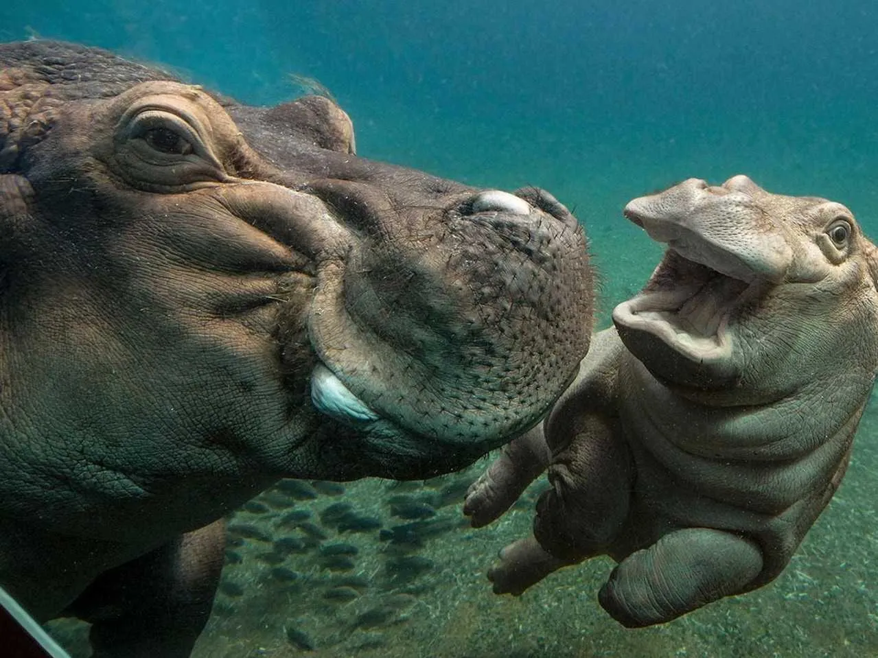 Hippo Under water