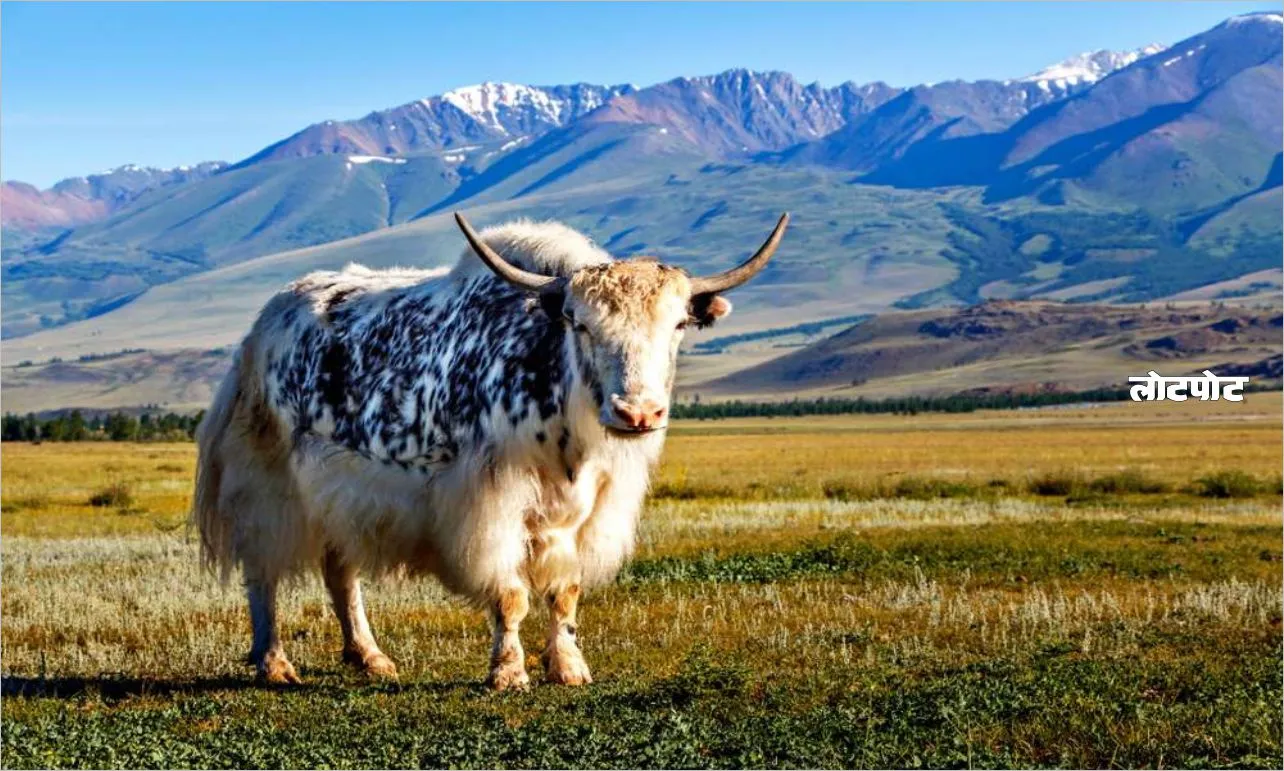 Yak the amazing creature of the snowy heights of the Himalayas