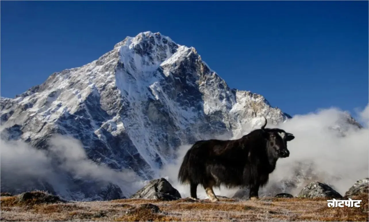 Yak the amazing creature of the snowy heights of the Himalayas