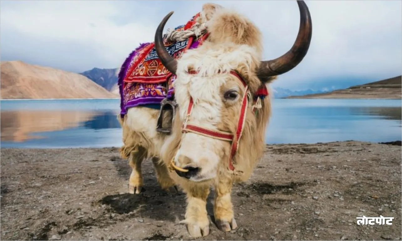 Yak the amazing creature of the snowy heights of the Himalayas