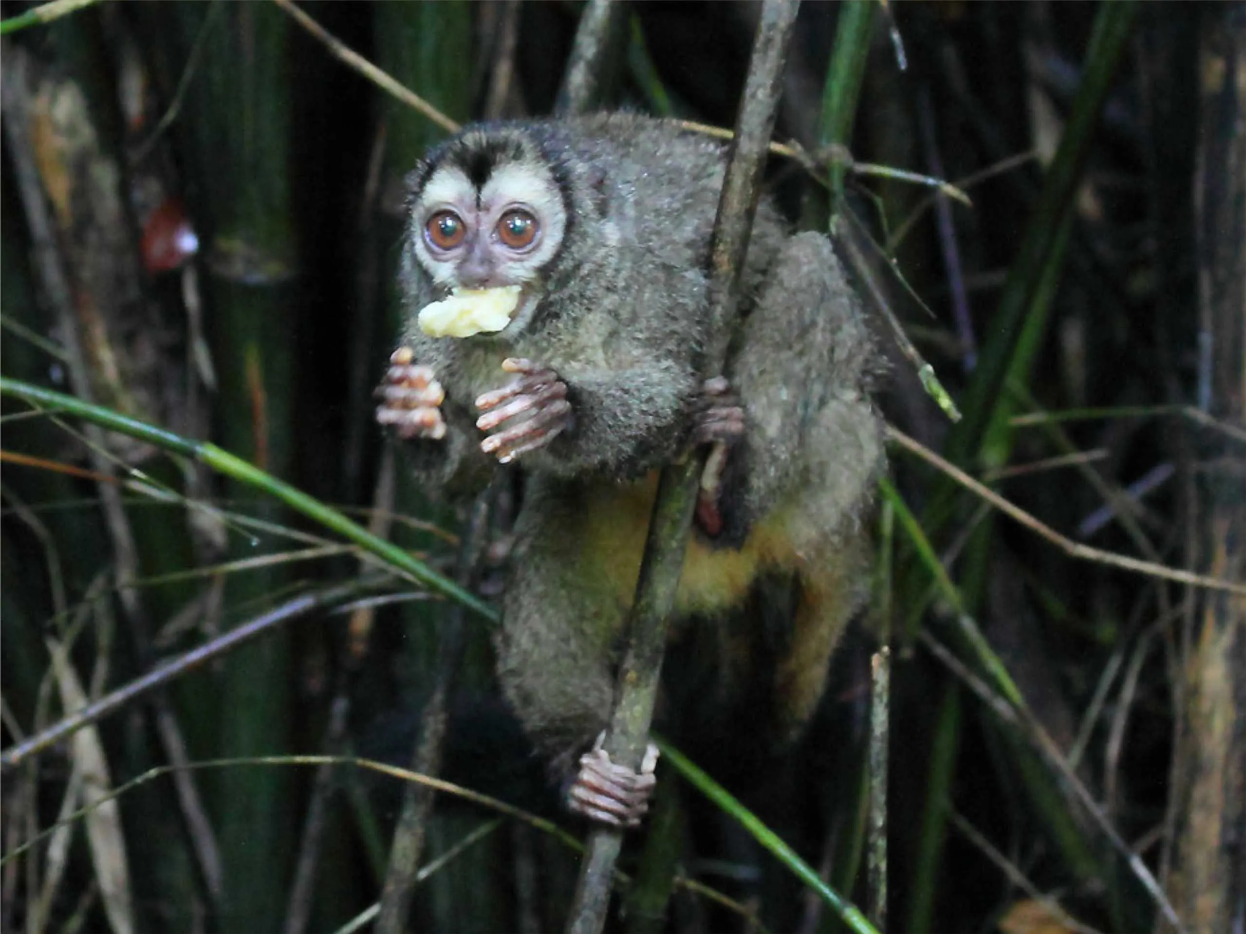 panama monkey