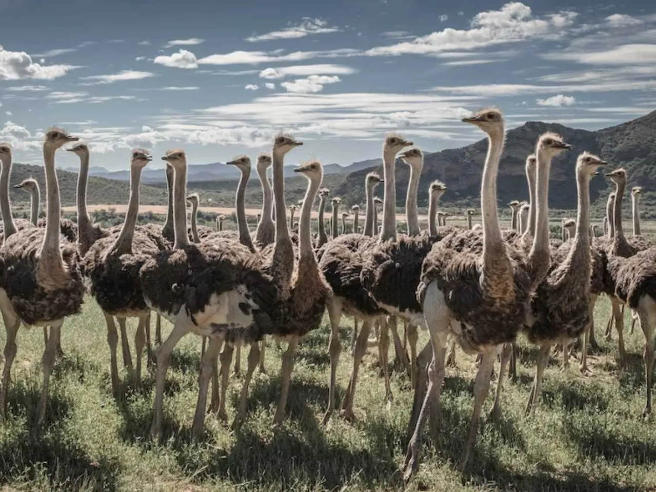 Herd of ostrich