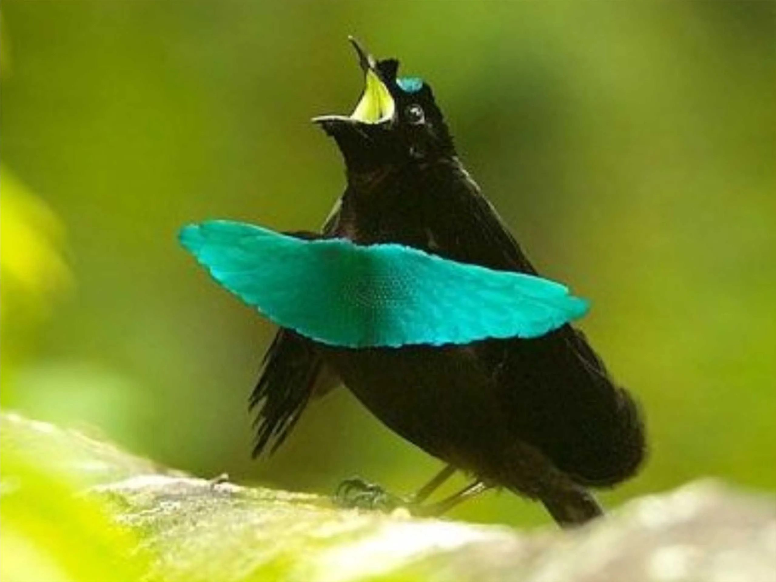 Bird of Paradise