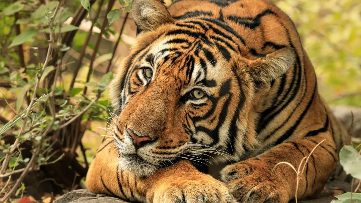 When is tiger day celebrated and fun facts about tiger