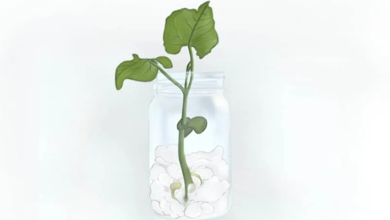 Easy Craft: How to grow a Lobhia in a jar