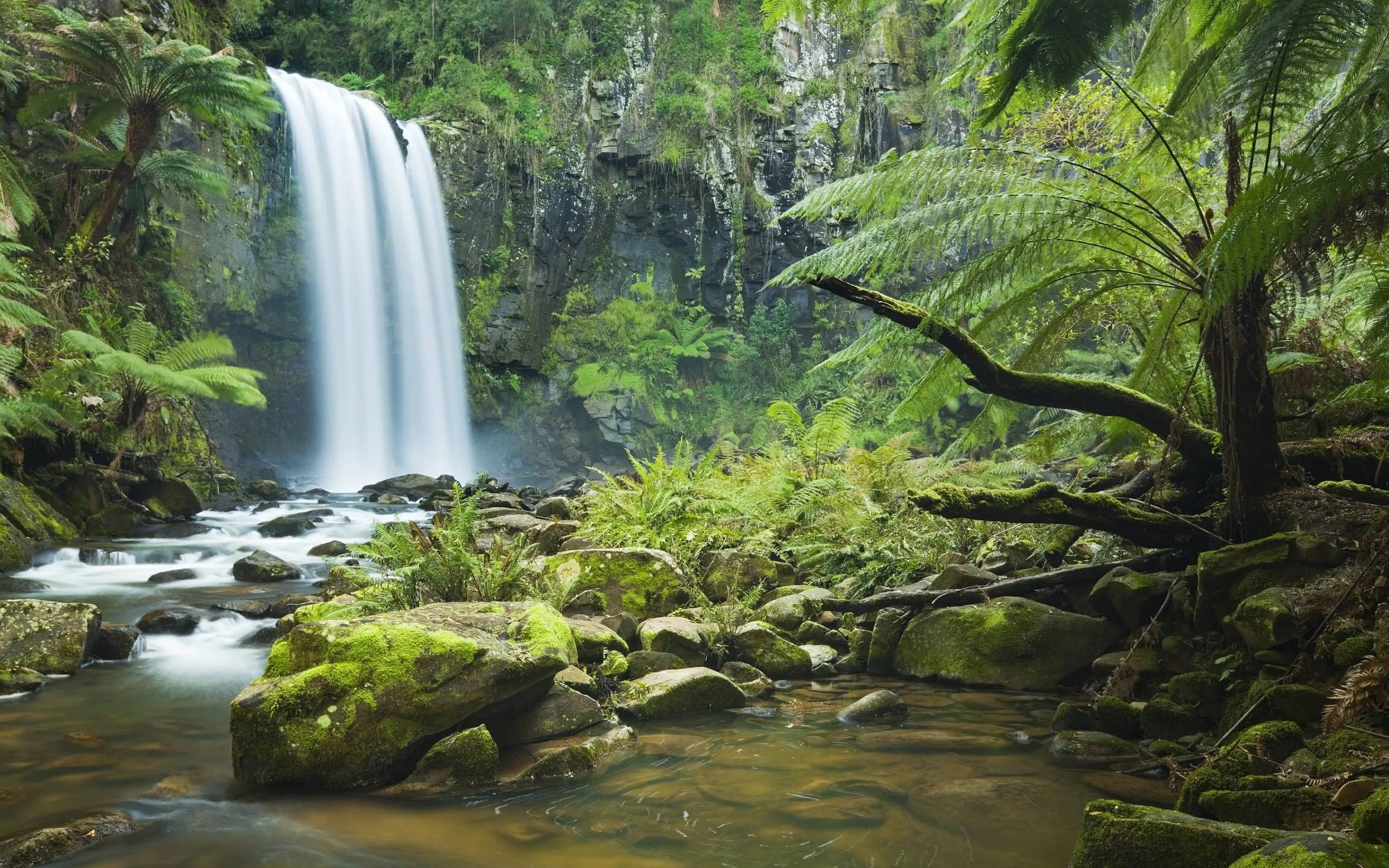 Some of the largest and most unique forests in the world