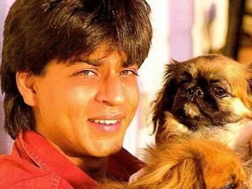 Shahrukh Khan built a memorial for his dog, shahrukh khan, dog, memorial,  grave, gauri khan uncle , spoke in an interview | रात के ढाई बजे SRK ने  खोदी थी कब्र: बैकयार्ड