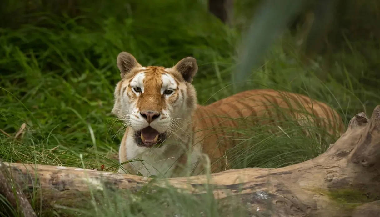 Anant Ambani's Vantara: All about the 3000-acre animal shelter in Gujarat  by Reliance Foundation