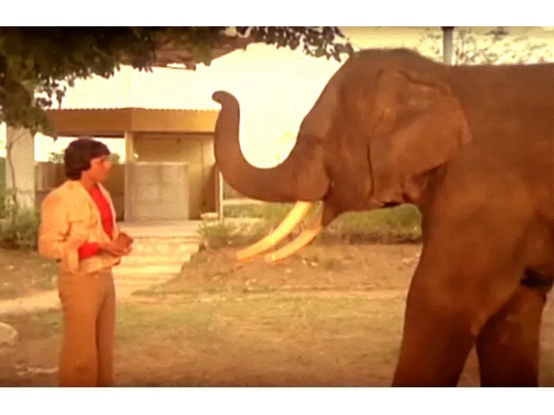 जब इन बॉलीवुड फिल्मों में हाथी और इंसान के बीच के अटूट प्रेम को दिखाया गया, लोग रोक नहीं पाए अपने आंसू