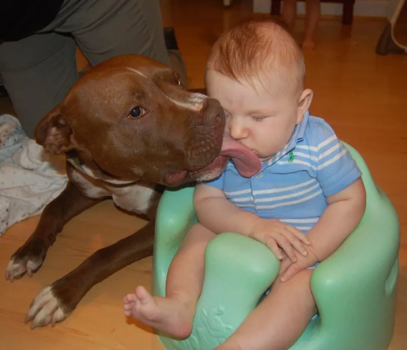 We're not worried about our Pit bulls being around our baby • Offbeat Home  & Life