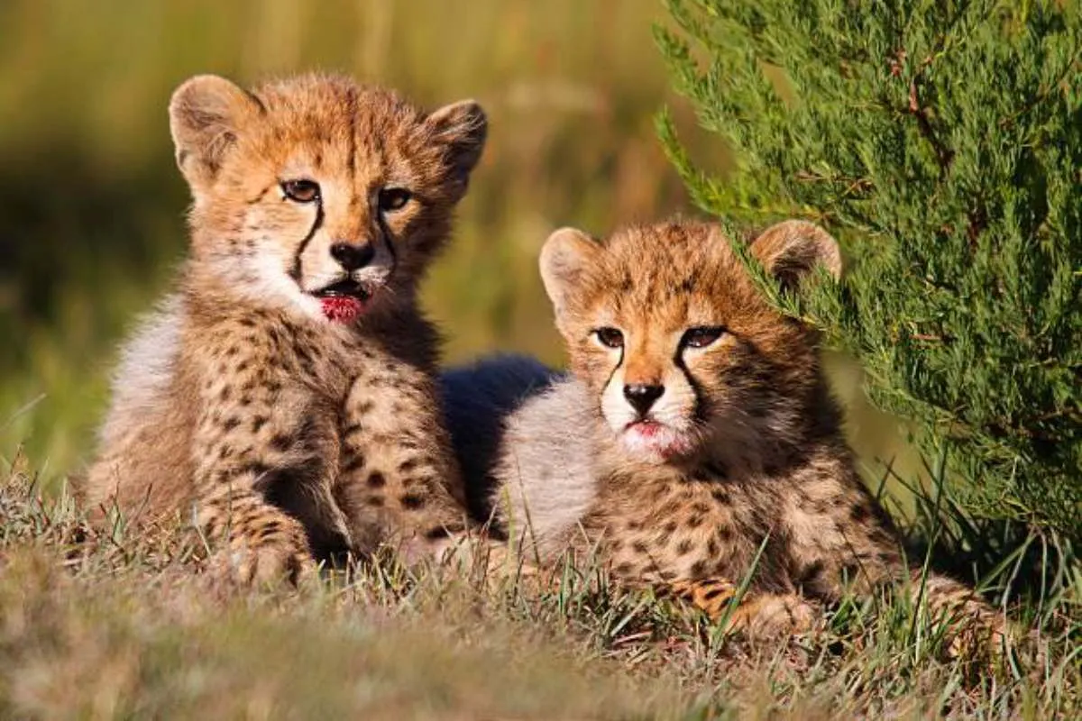 cheetah cubs