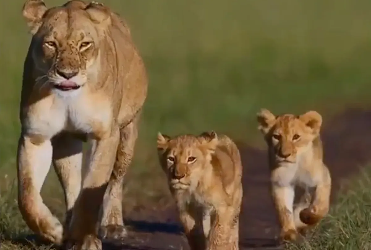 Lioness cubs
