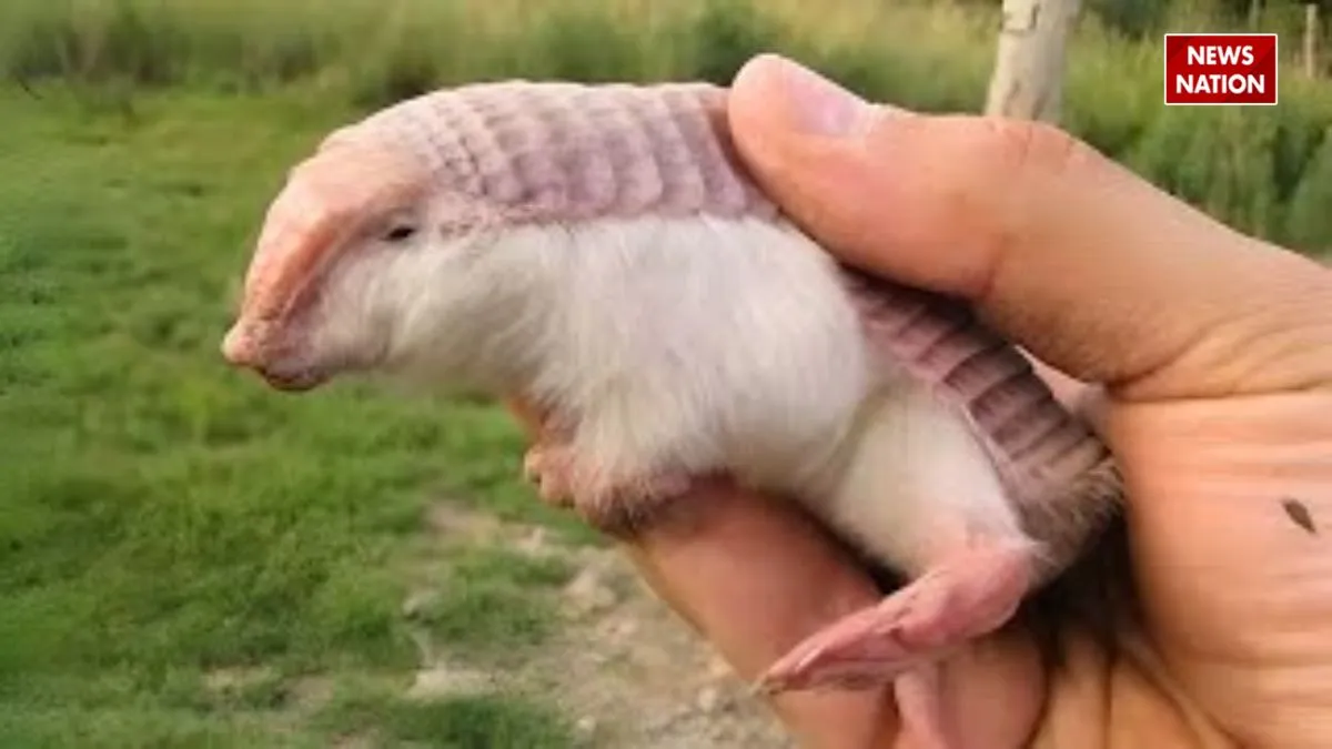 Pink Fairy Armadillo