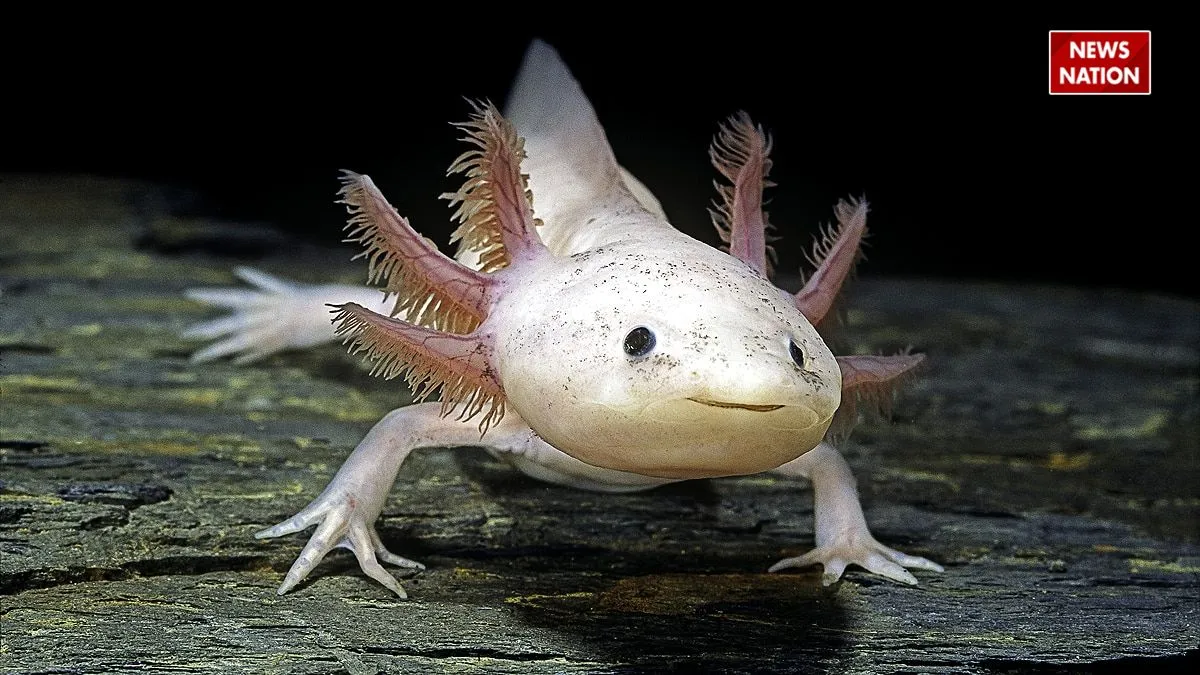 Axolotl