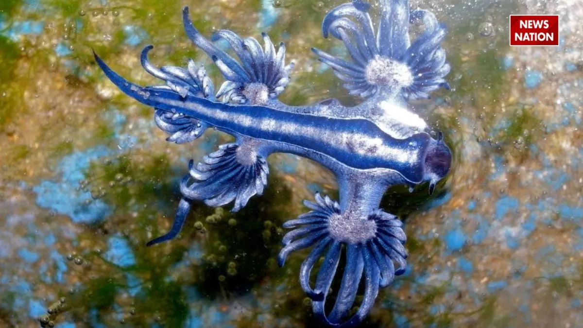 Blue Dragon