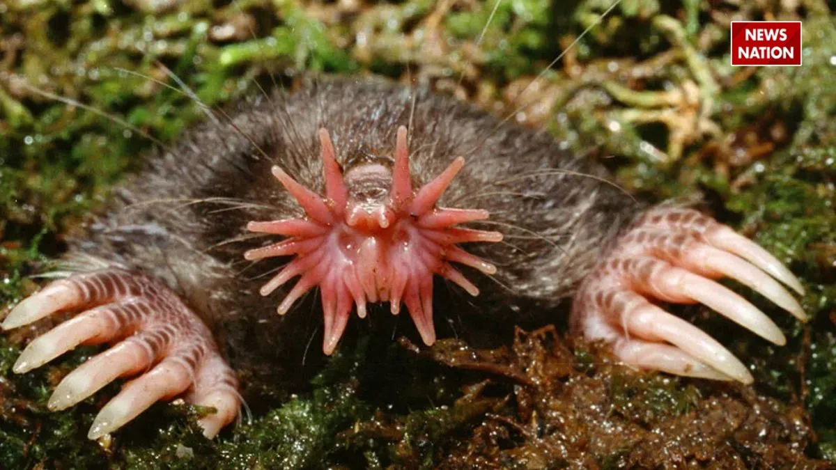 Star-Nosed Mole