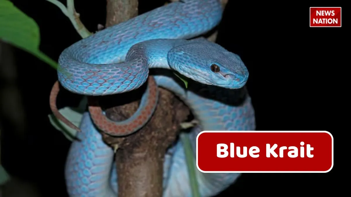 Blue Krait