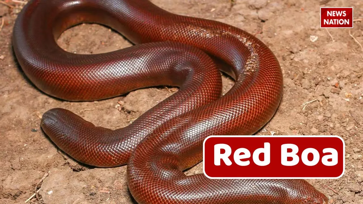 red boa snake facts