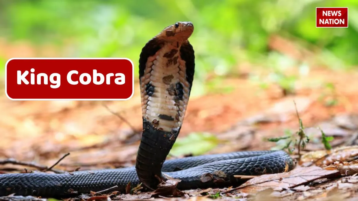 King Cobra