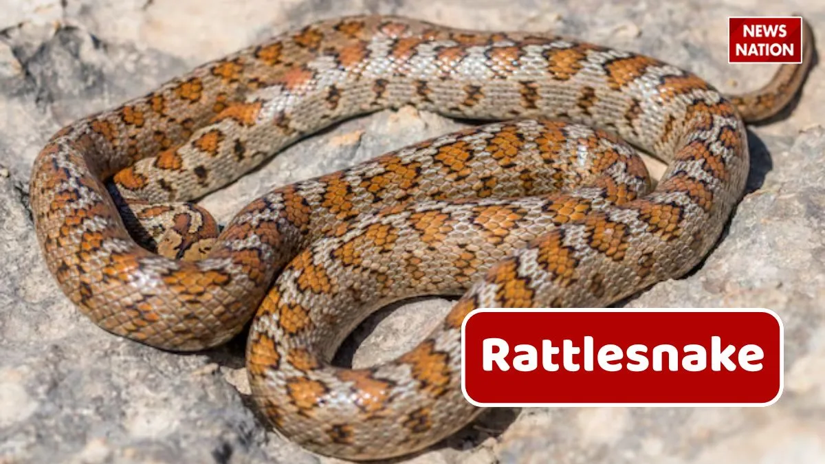 python snake