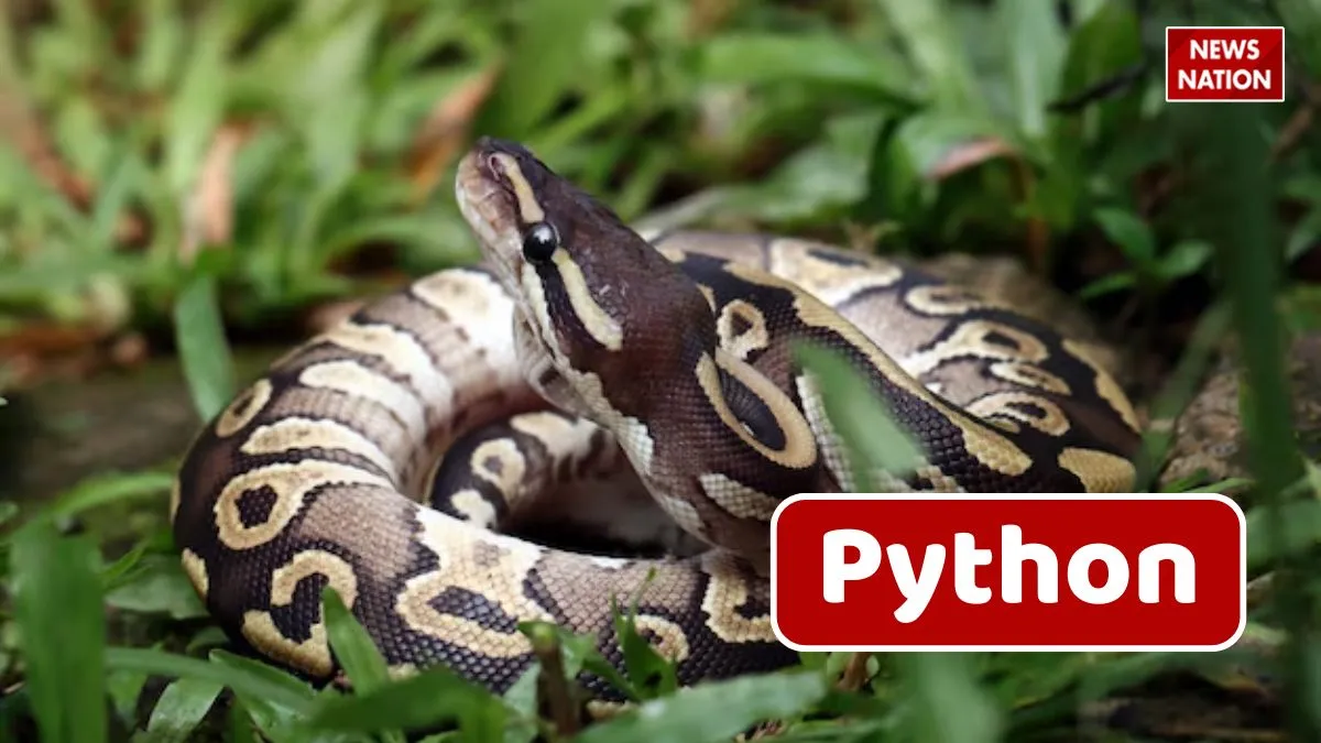 python snake