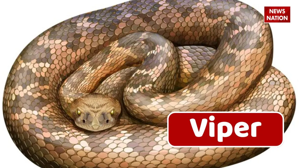 Viper