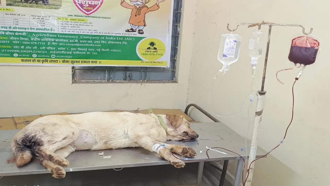 Ashoknagar dog donates blood (1)
