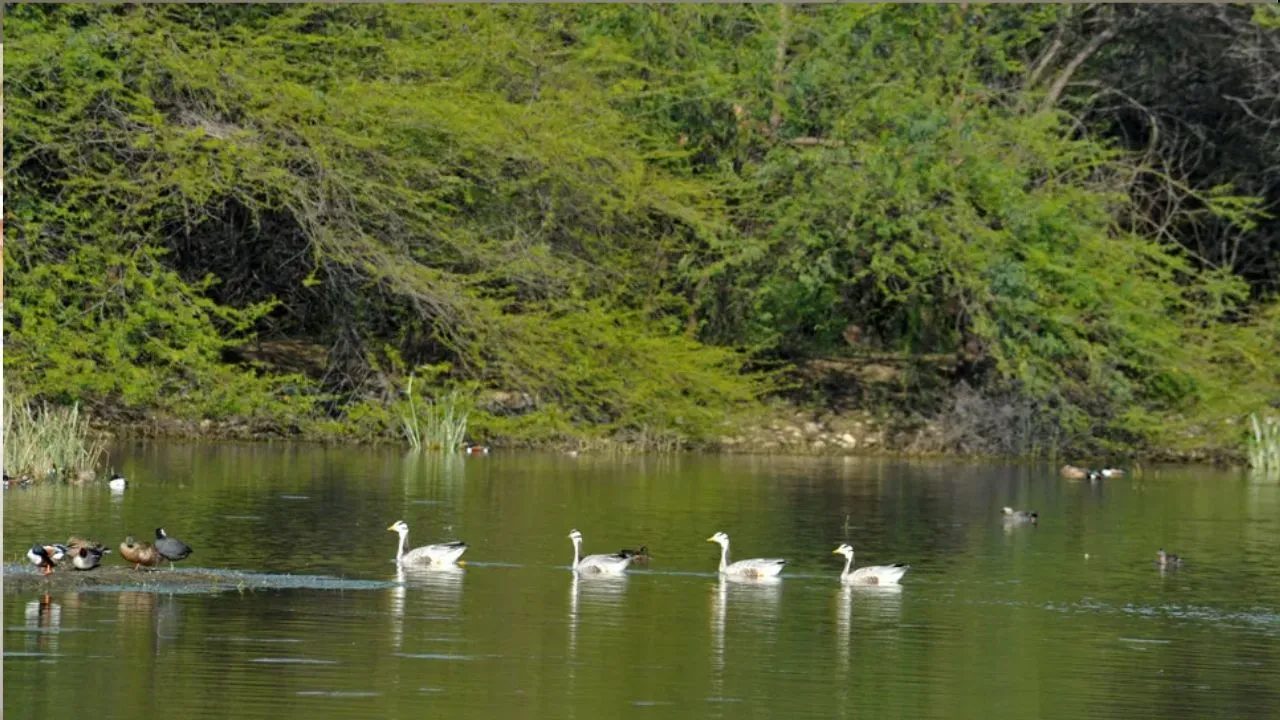 Sultanpur Bird Sanctuar