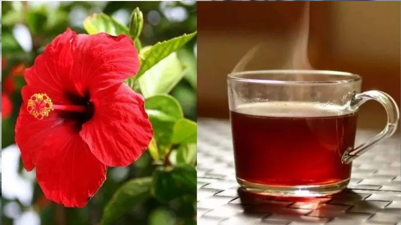 Hibiscus tea benefits