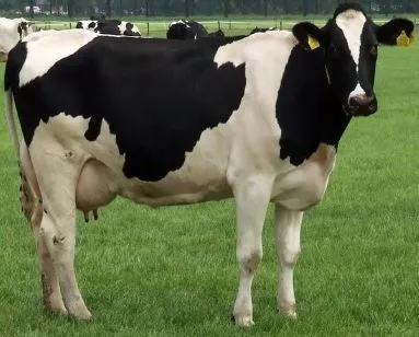 Holstein friesian