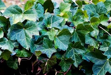 English Ivy