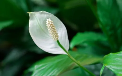 Peace Lily