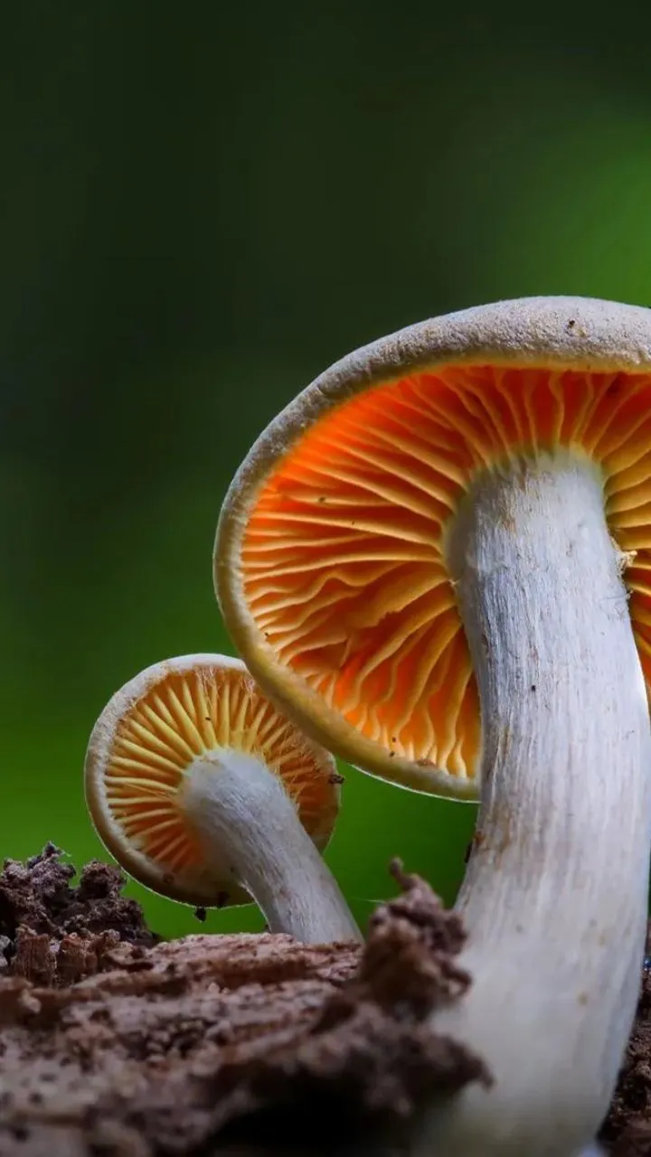इसमें भी प्यूरीन सामग्री उच्च होती है.  इसका इस्तेमाल स्ट्यू और सूप जैसे व्यंजनों में किया जाता है.