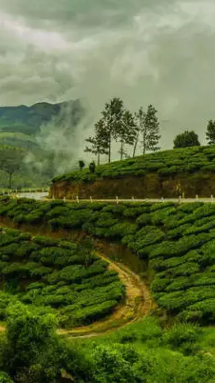 ऊटी का हिल स्टेशन अपने चाय के बागानों के लिए फेमस है, मानसून में ये जगह बेहद खास हो जाता है