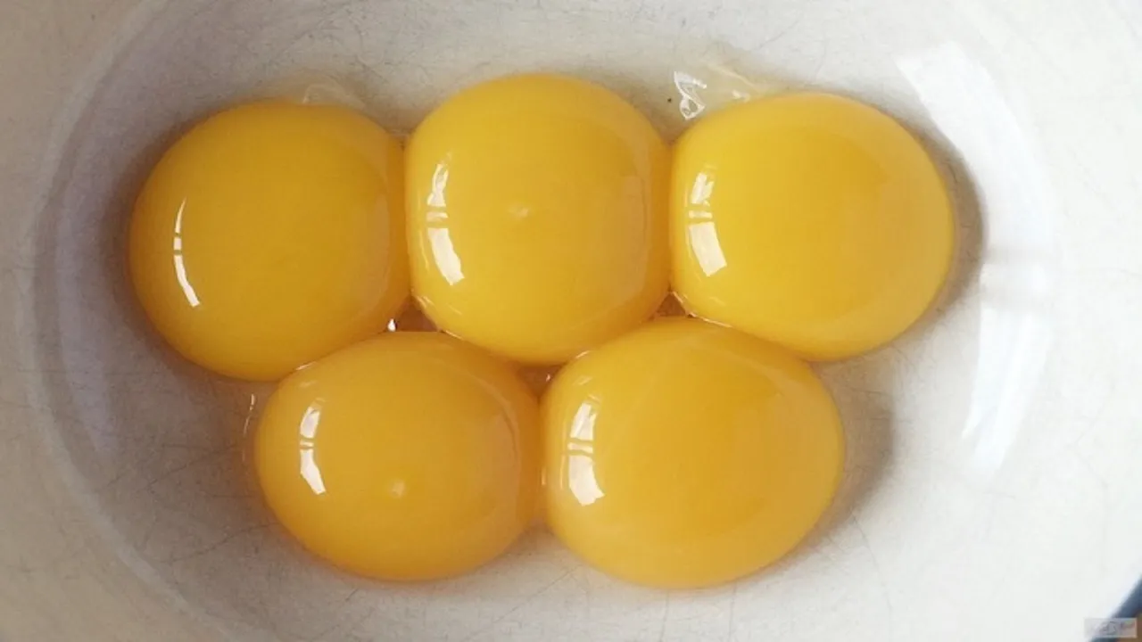 EGG 