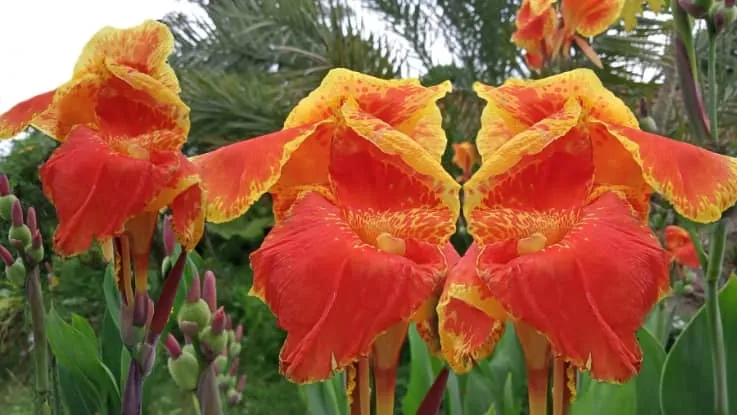 vaijanti flowers2 