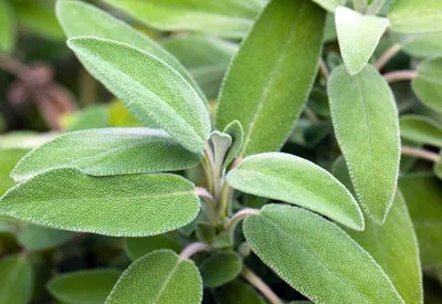 Sage Leaves 