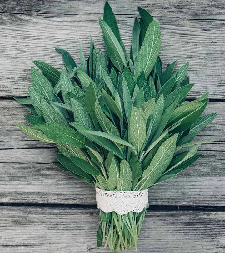 Sage Leaves 