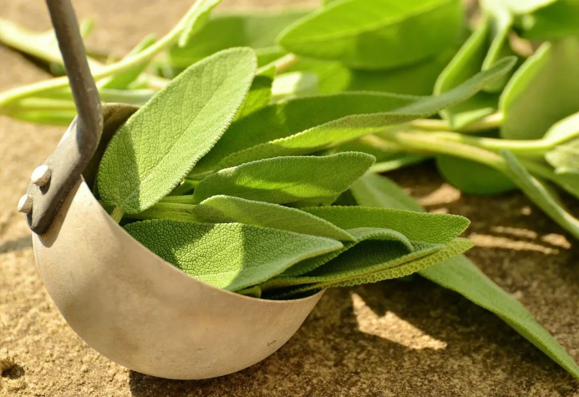 Sage Leaves 