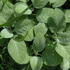 Sage Leaves 