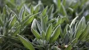 Sage Leaves 