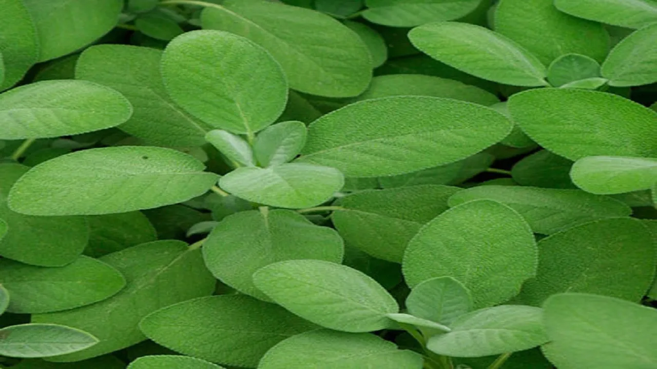 Sage Leaves 