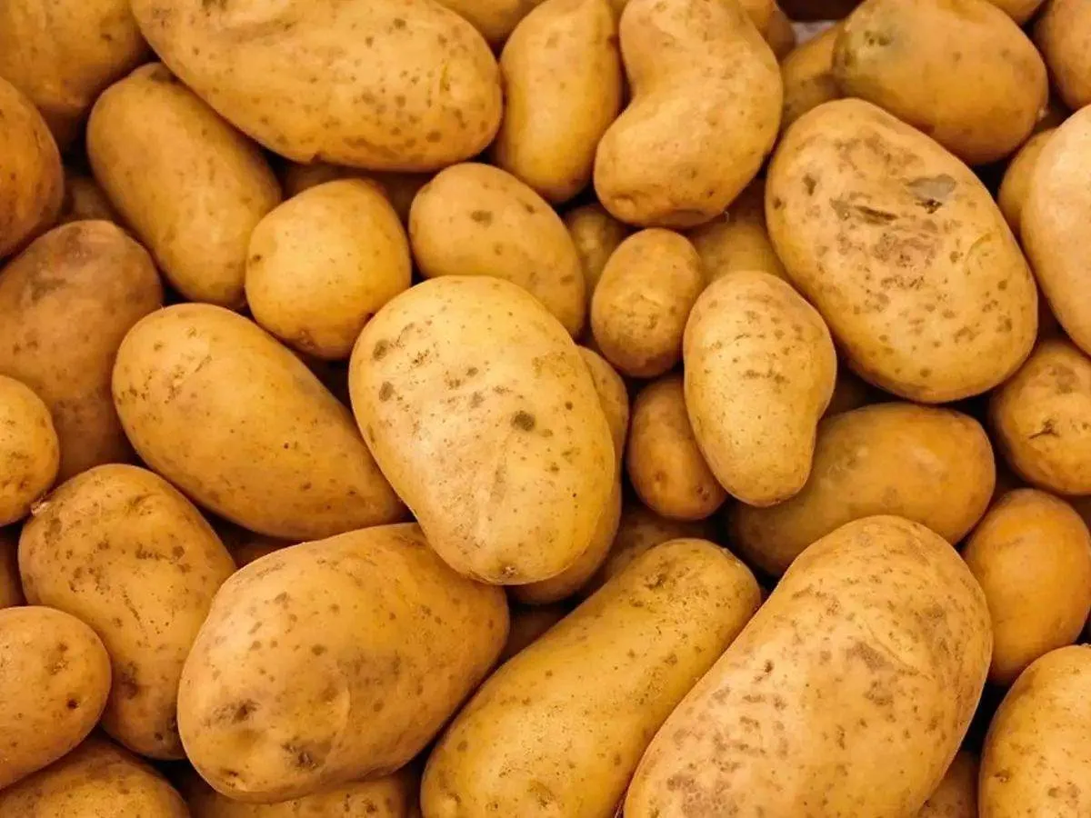 potato 