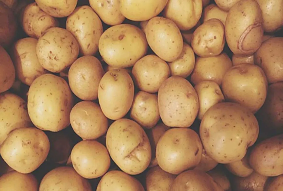 potato 