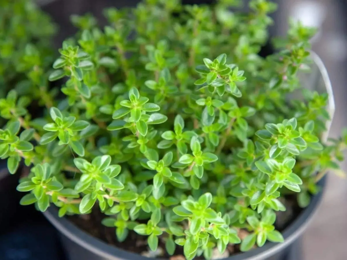 thyme  